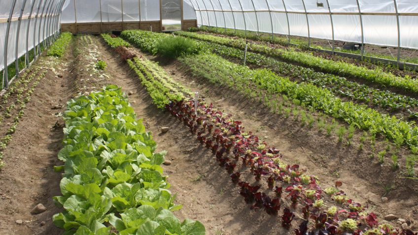 Se realizará la charla sobre producción hortícola: características técnicas y económicas