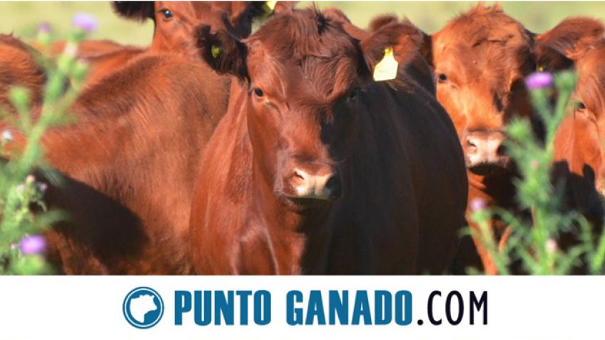 "Punto Ganado" presente en Expotan 2018