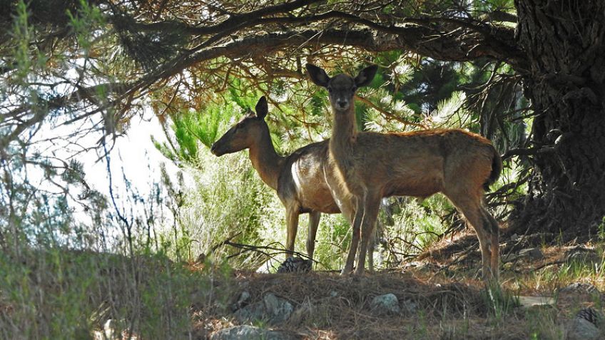 Se habilitó la caza deportiva mayor de determinadas especies