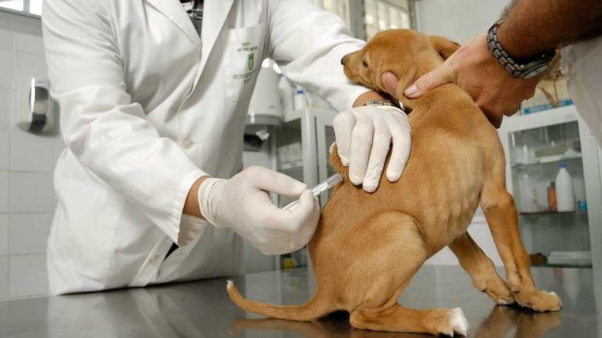 Continua el programa de castración, vacunación y desparasitación gratuita de mascotas