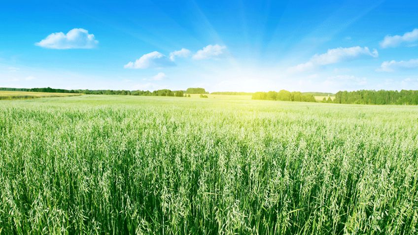 Ensayo general: evaluación del rendimiento de cultivares.