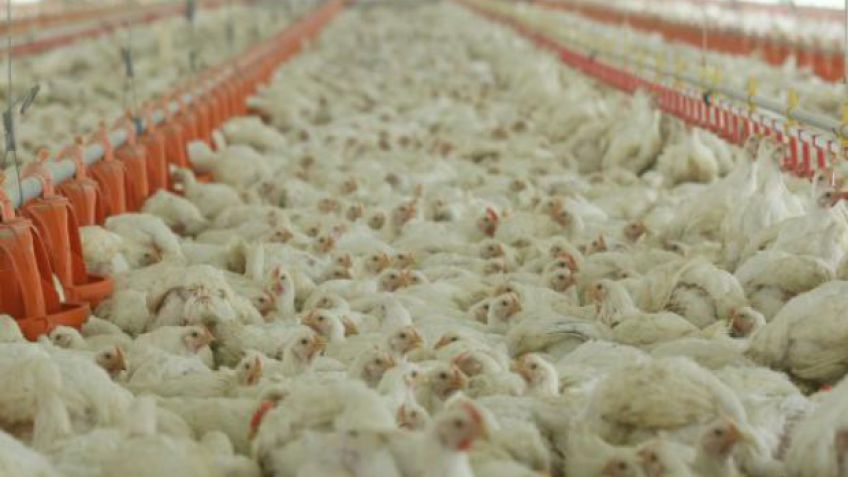 El consumo de pollo tocó su techo con 45 kilos anuales por habitante