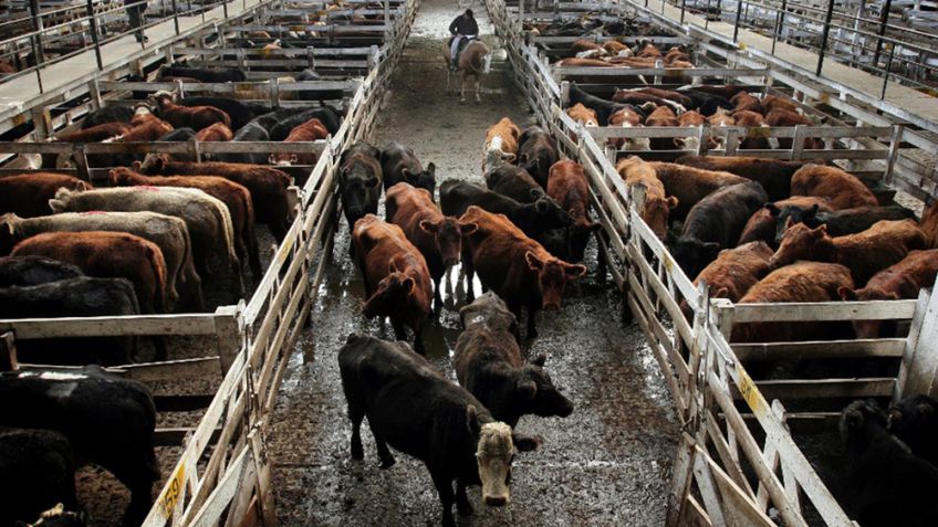 Oficializan la reducción del peso mínimo de faena para hembras por sequía
