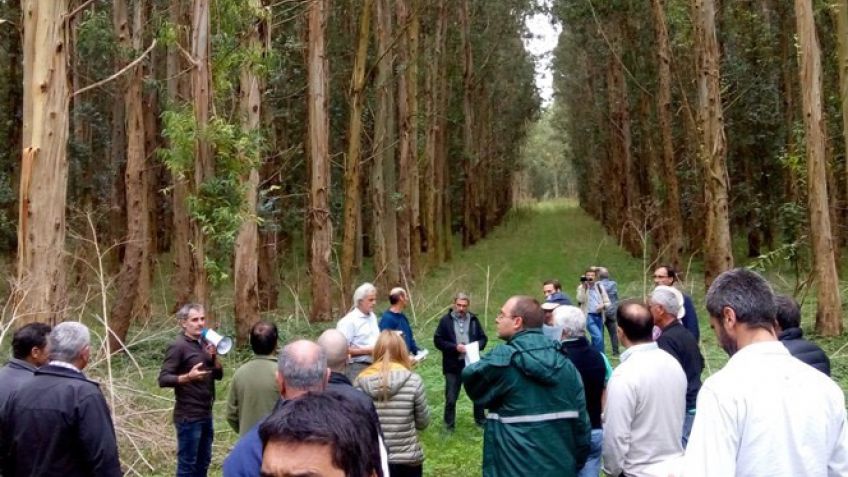 Anuncian fondos para el desarrollo de genética y asistencia técnica de Eucalyptus