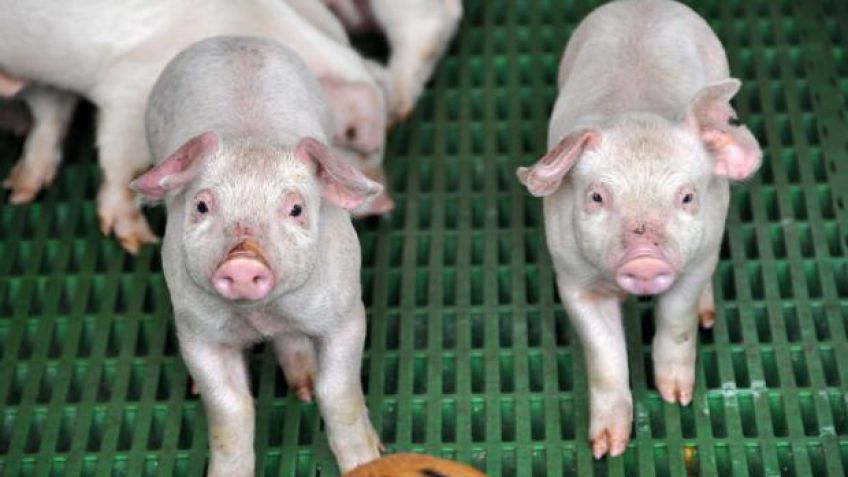 El cerdo de Estados Unidos "es inoportuno", dijeron productores entrerrianos