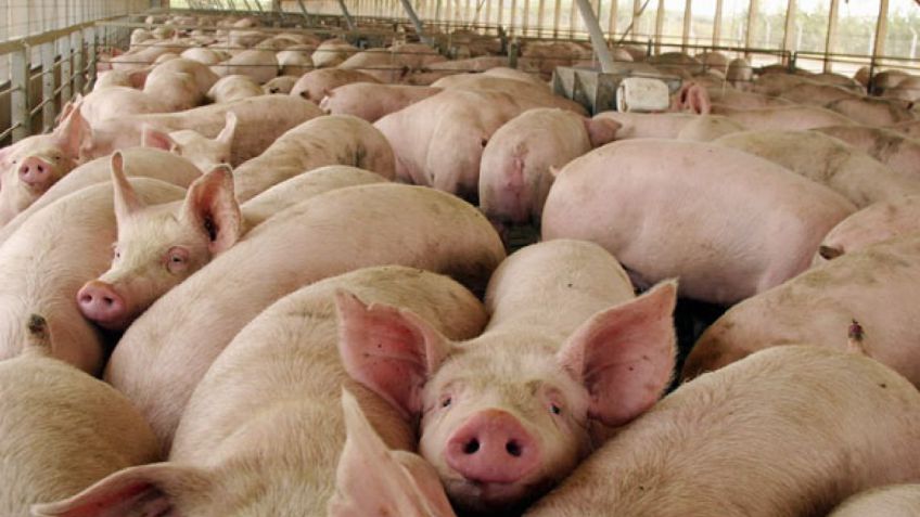Crece el reclamo de porcicultores bonaerenses
