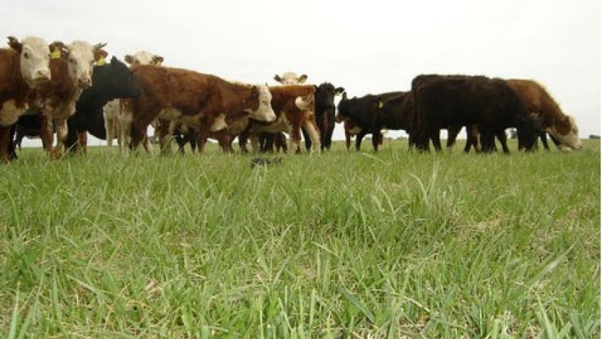 Pautas para la producción de pasturas en otoño