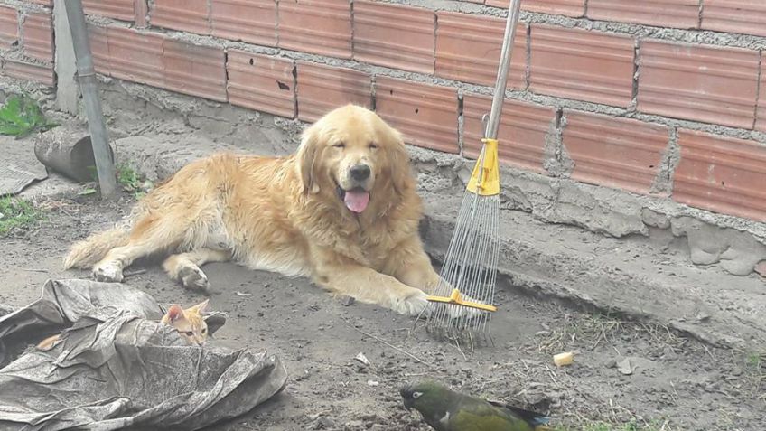 Le robaron el perro y ofrece su auto como recompensa 