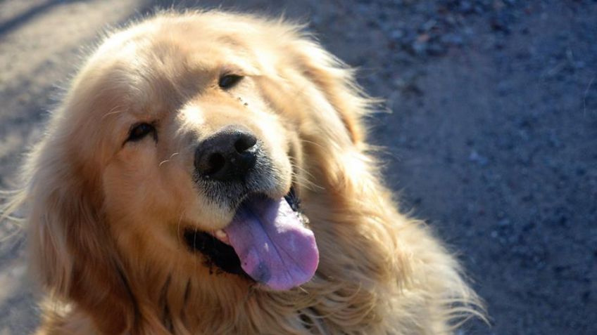 "El perro lo tenemos nosotros, pero pedimos un monto de $3000"