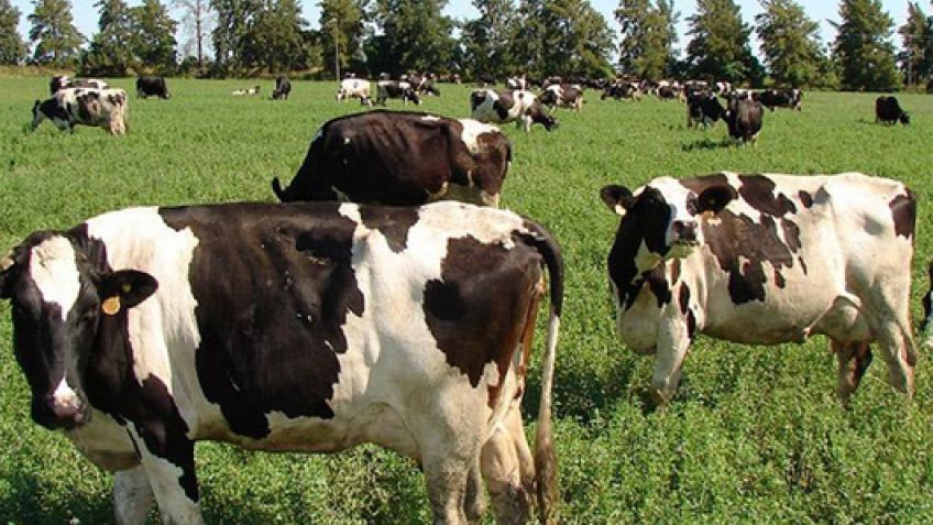 "La vaca come dólares y le ordeñas pesos"