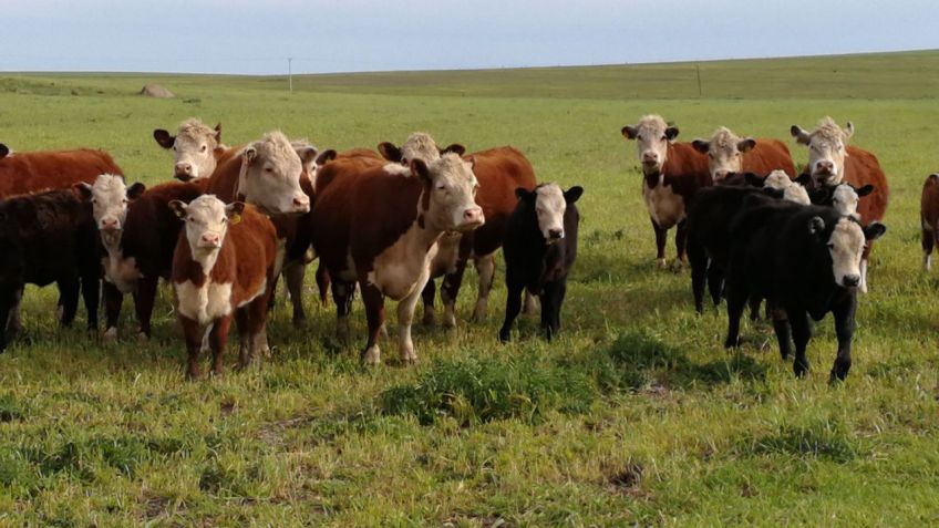 Para CREA la sequía alteró el ritmo de la ganadería argentina