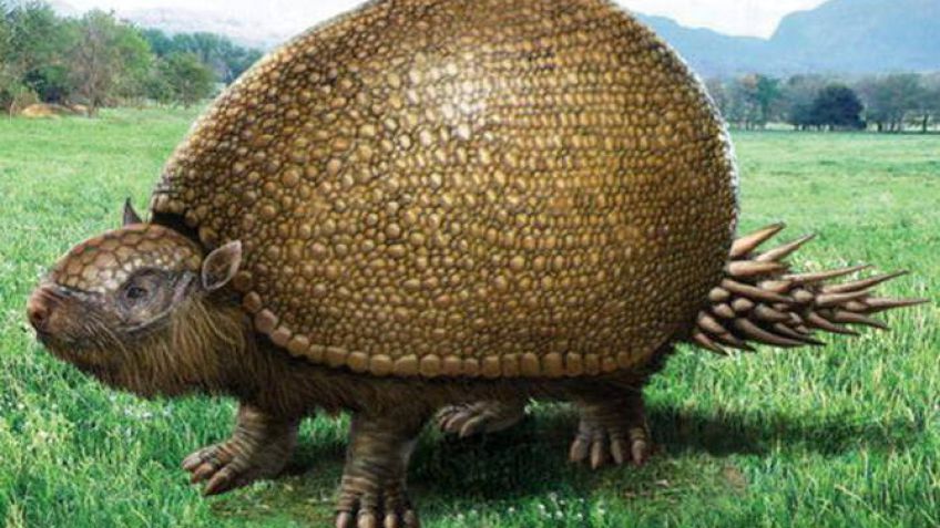 Un gliptodonte para el Museo tandilense