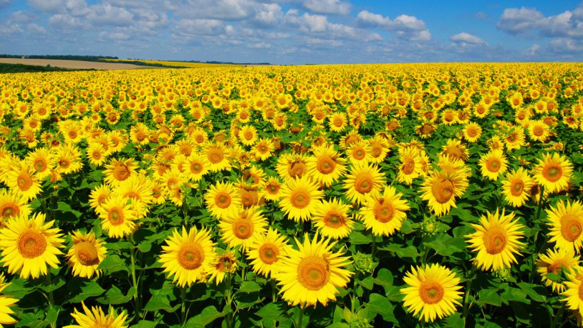 El girasol demostró por qué es el mejor negocio para los tiempos de sequía