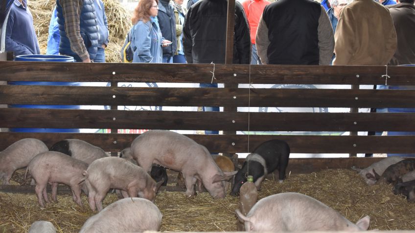 Se entregaron elementos para la mejora de la producción porcina en Vela 