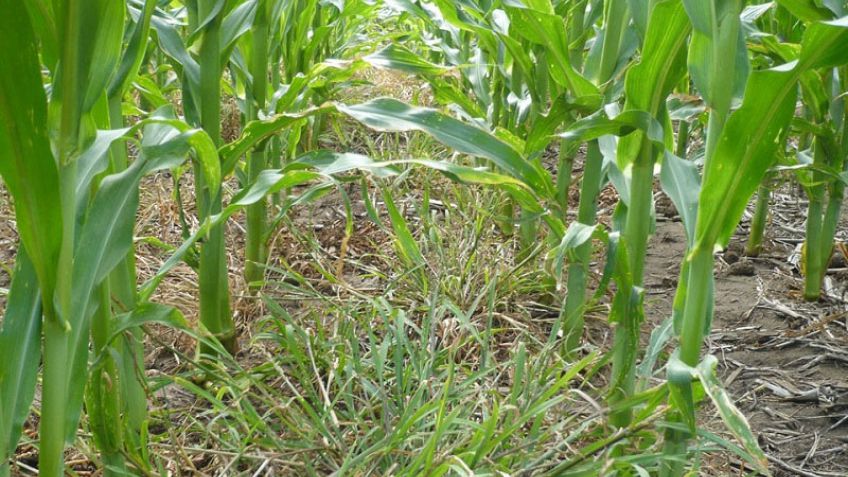Combatiendo malezas: distintos enfoques para cada zona en particular