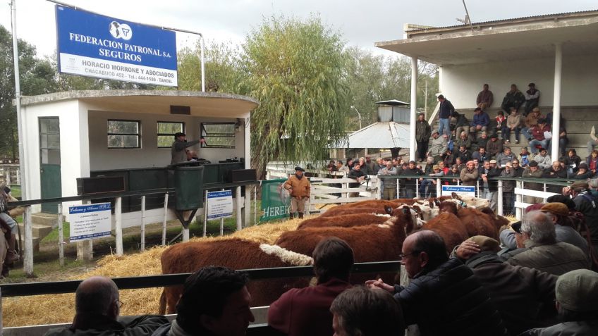 Remate Concentración Hereford en Tandil