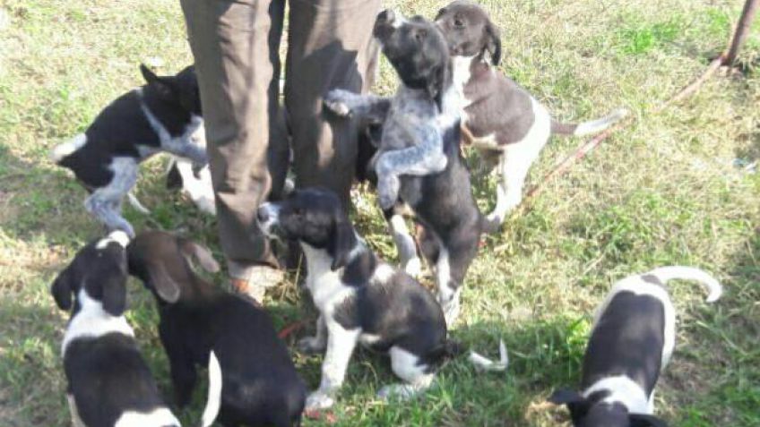 Adopción: cachorros