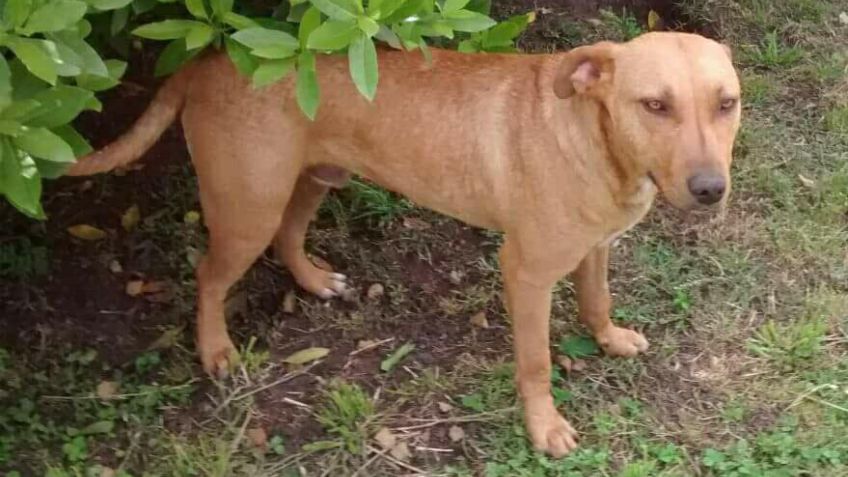 Adopción: Joaquín