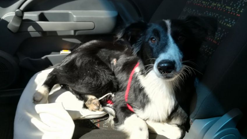 Adopción: Lara