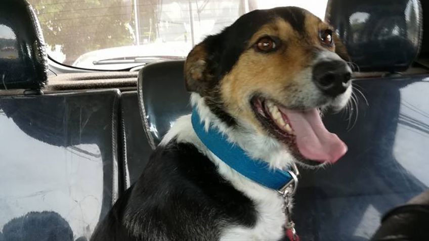 Adopción: Lolo