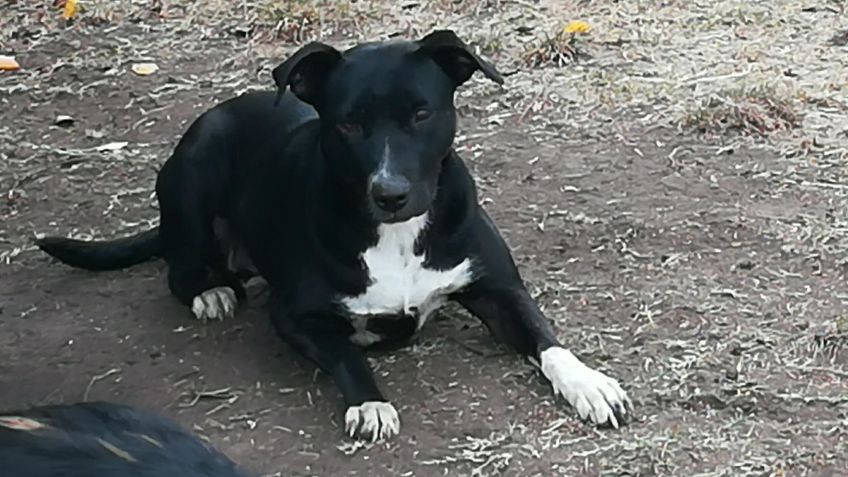 Adopción: Luna