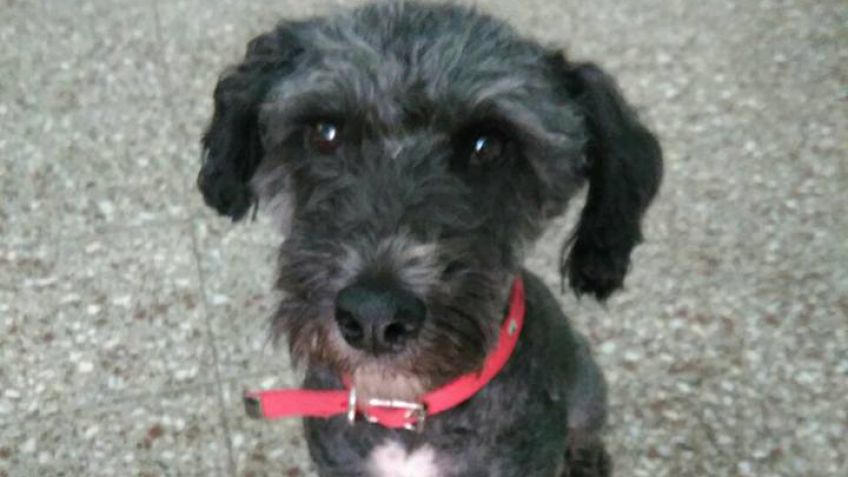 Adopción: Lunita