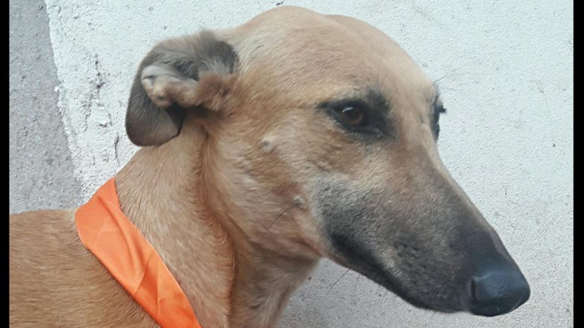 Adopción: Miel