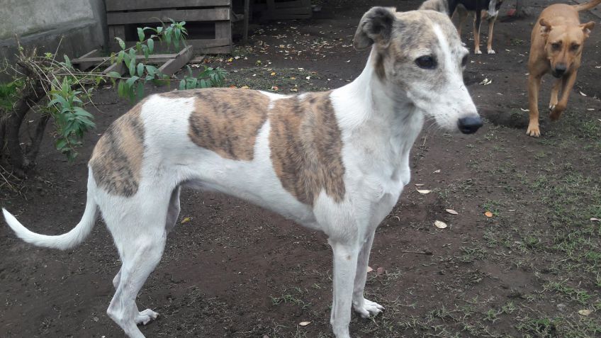 Adopción: Mili