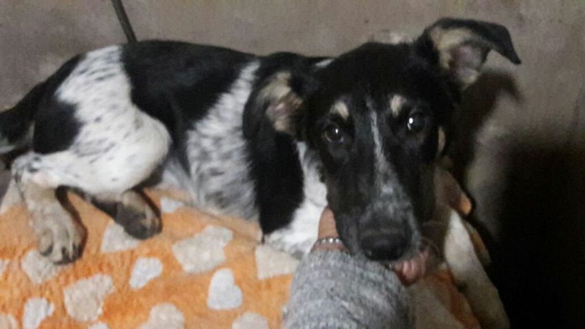 Adopción: Nani