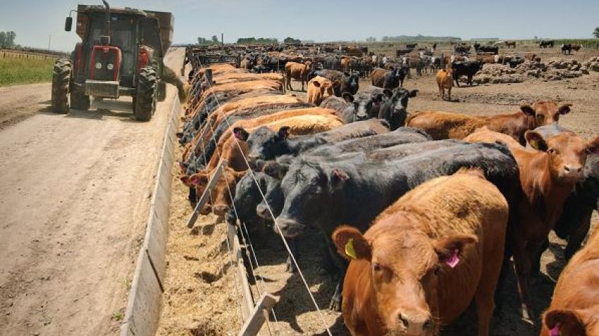 Nuevo récord de encierres de hacienda en feedlots