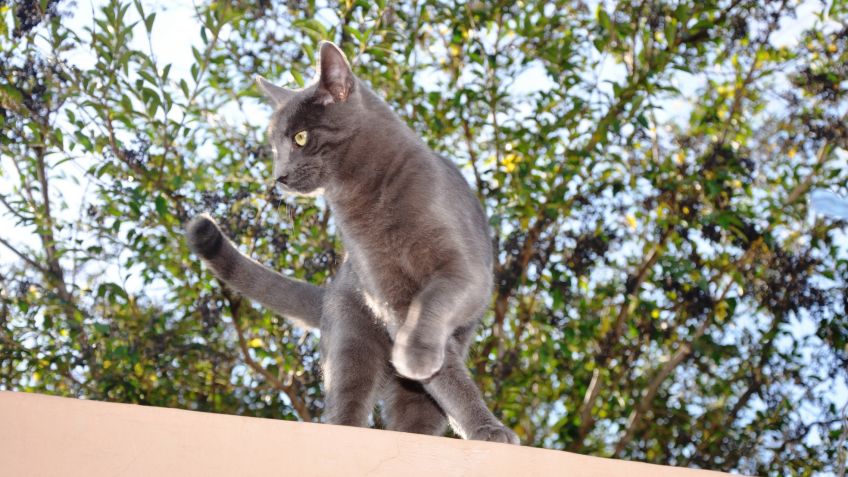 Se perdió Oliver