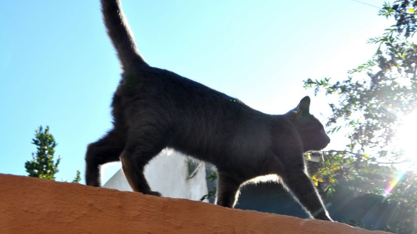 Se perdió Oliver
