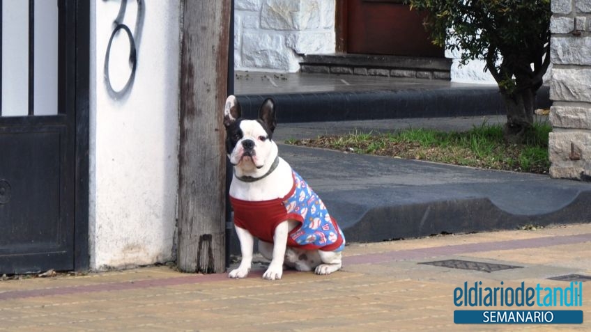 Frío de perros