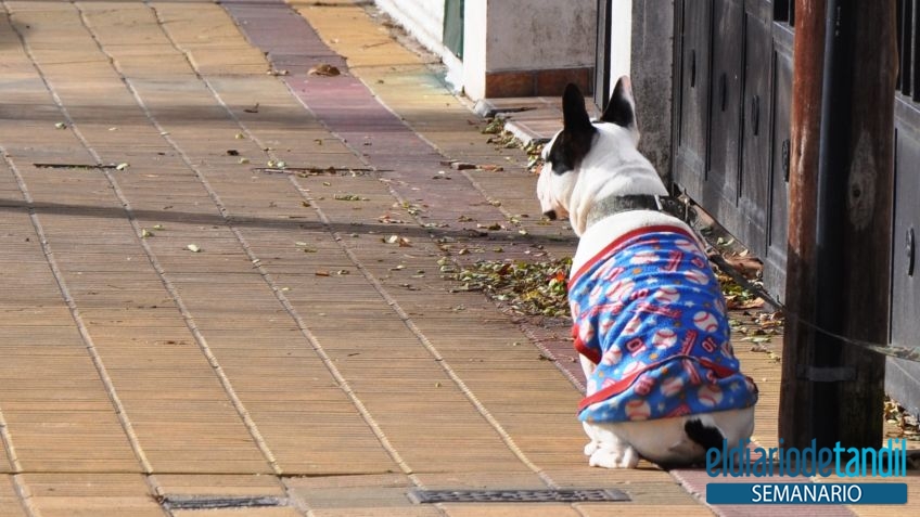 Frío de perros