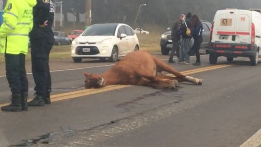 Auto chocó con un caballo en la Ruta 226
