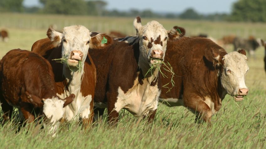 Argentina tiene la oportunidad de duplicar su producción de carne por unidad de superficie