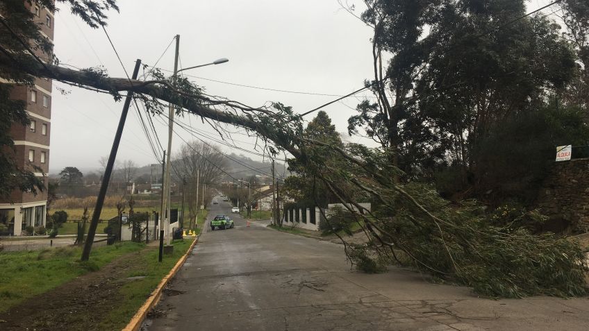 Árboles y vidrieras, algunas víctimas del viento