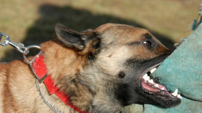 Piden informes tras mordeduras de perros a niños