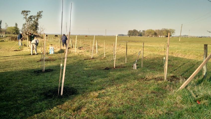 El Municipio avanza la forestación en predios deportivos de la zona rural