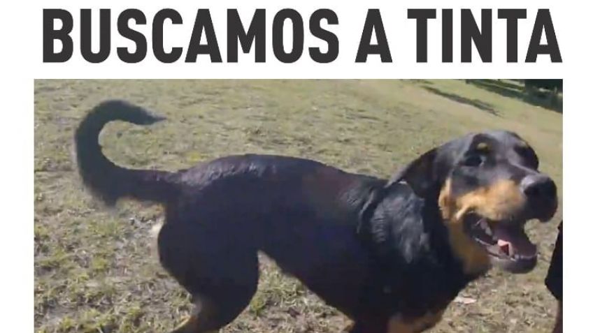 Buscan a Tinta