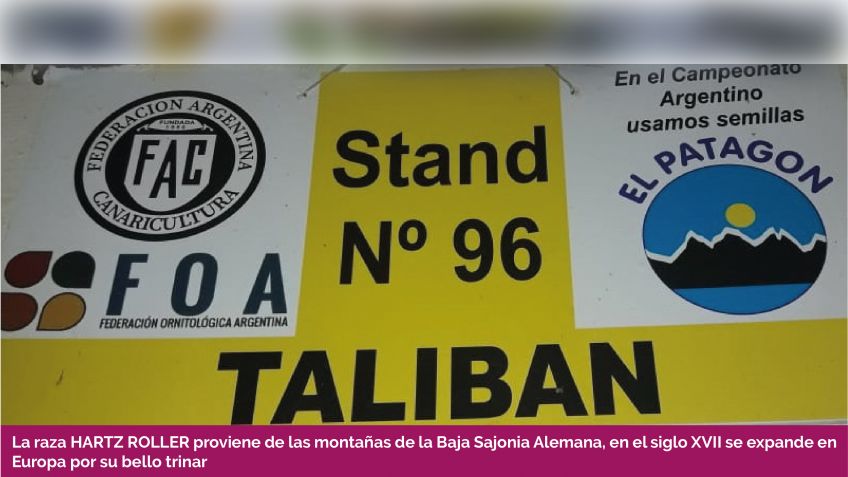 Mario "Talibán" Calá: Canarios