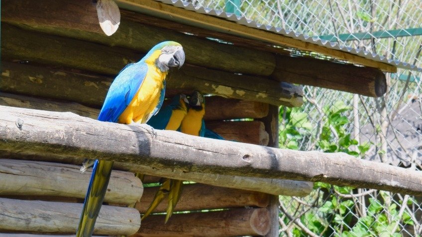 Hallan un zoológico privado en Olavarría