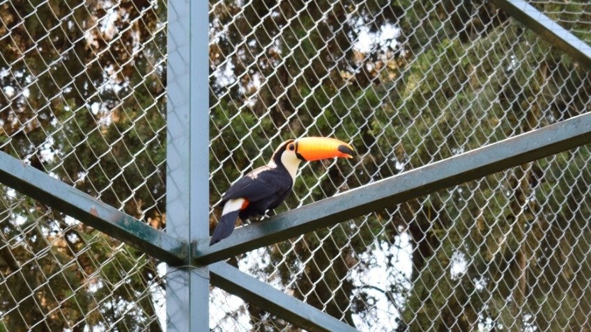 Hallan un zoológico privado en Olavarría