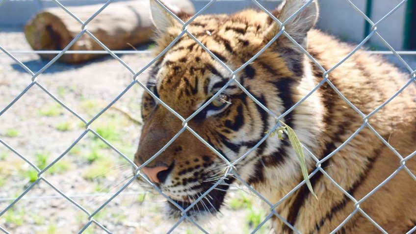 Hallan un zoológico privado en Olavarría