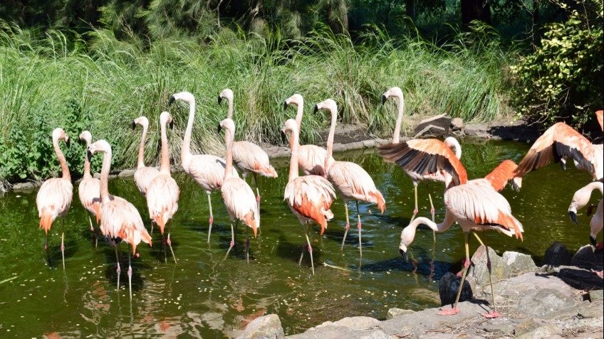 Hallan un zoológico privado en Olavarría