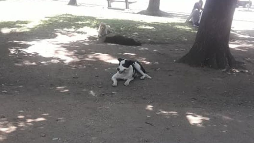 Una mujer fue mordida por un perro en la plaza del centro