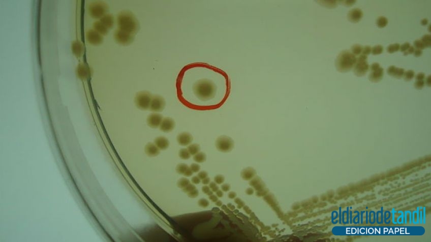 Insectos y bacterias, aliados contra la soja