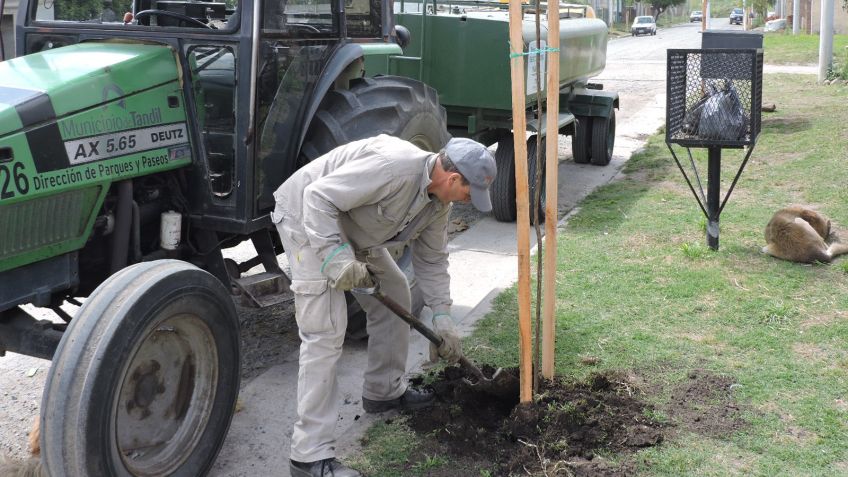El municipio planta más de 800 nuevos árboles en Movediza