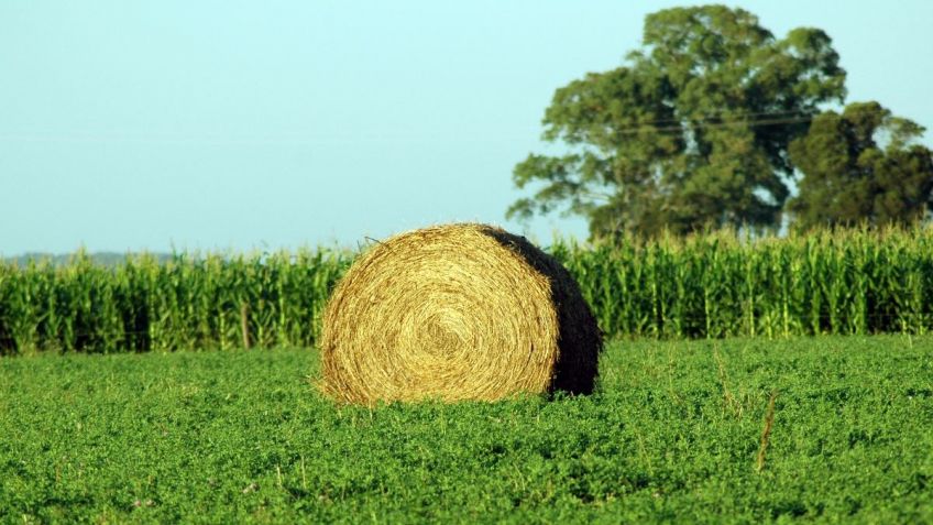 La eficiencia hídrica y los nutrientes, clave en la producción a escala