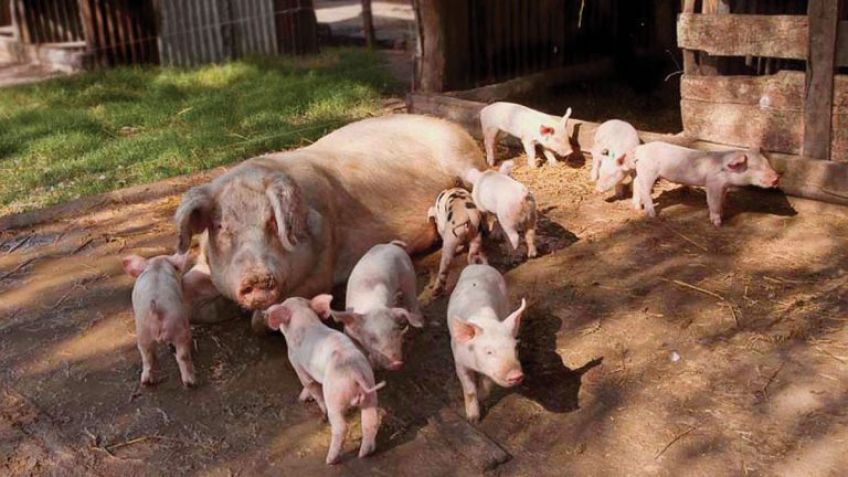 Para cuidar la sanidad, "Avisá al Senasa"